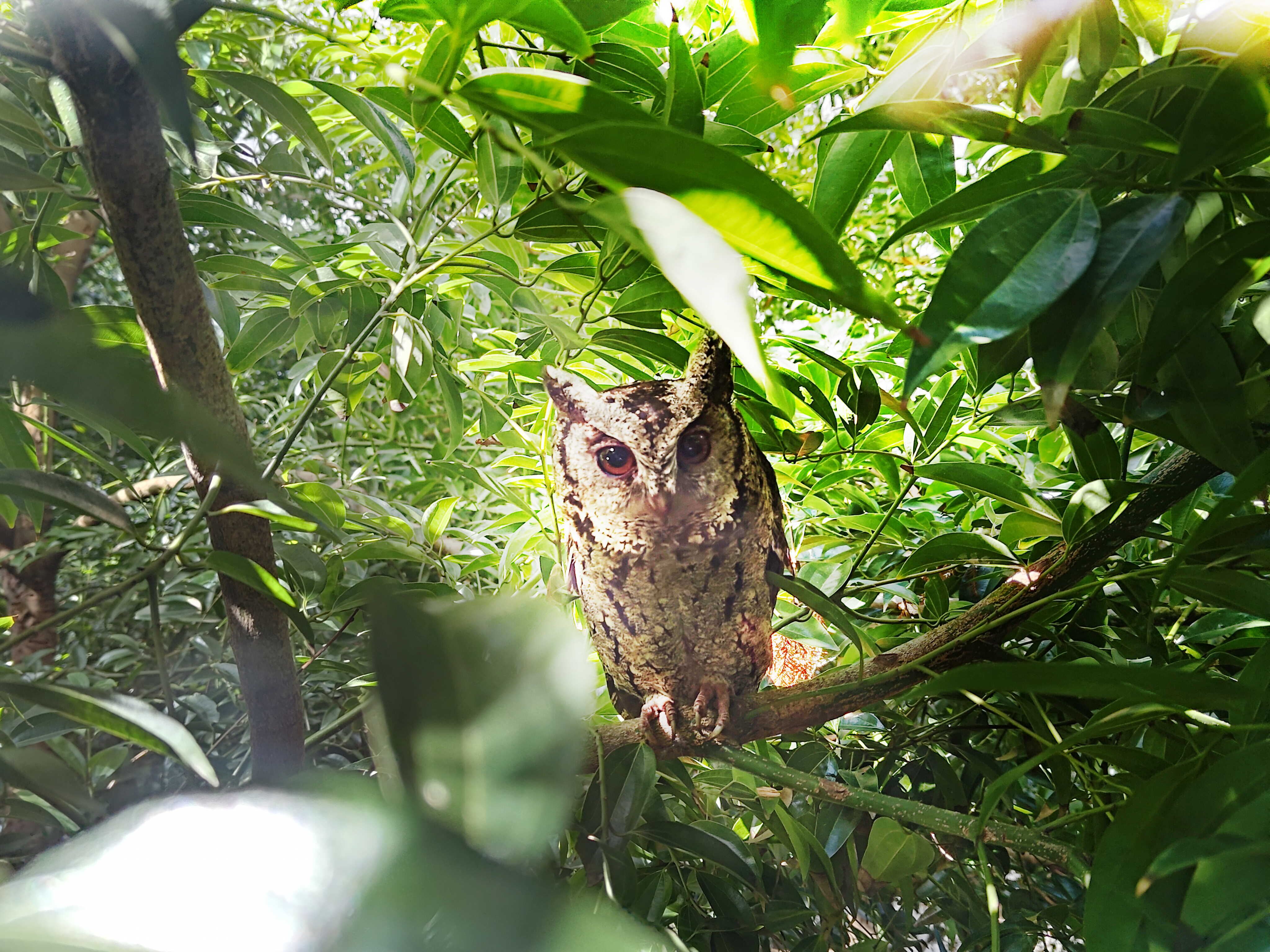 k1体育致力提倡净零绿生活，16年以来在全球各厂区植树逾百万棵，造就各厂区树木蔚然成林，犹如森林工厂，成为许多生物的栖息地